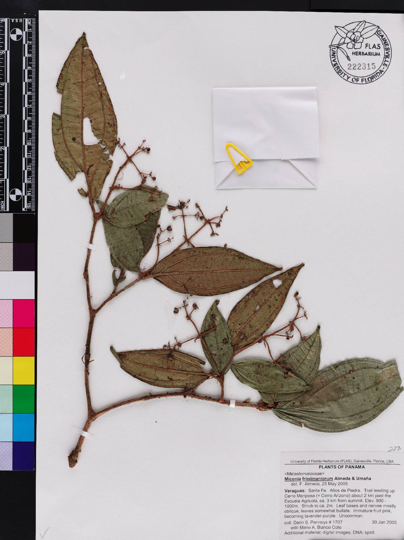Miconia friedmaniorum image