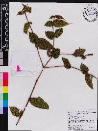 Miconia grandidentata image