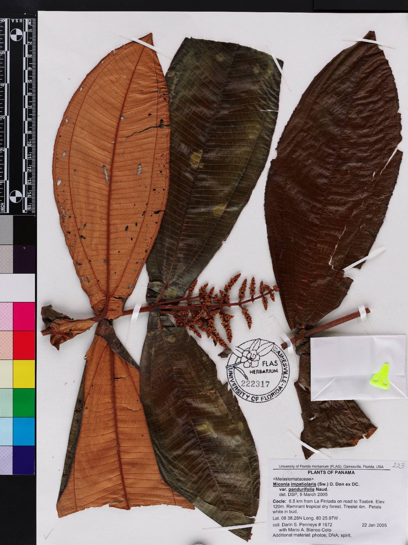 Miconia impetiolaris var. pandurifolia image