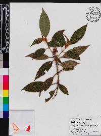 Miconia lacera image