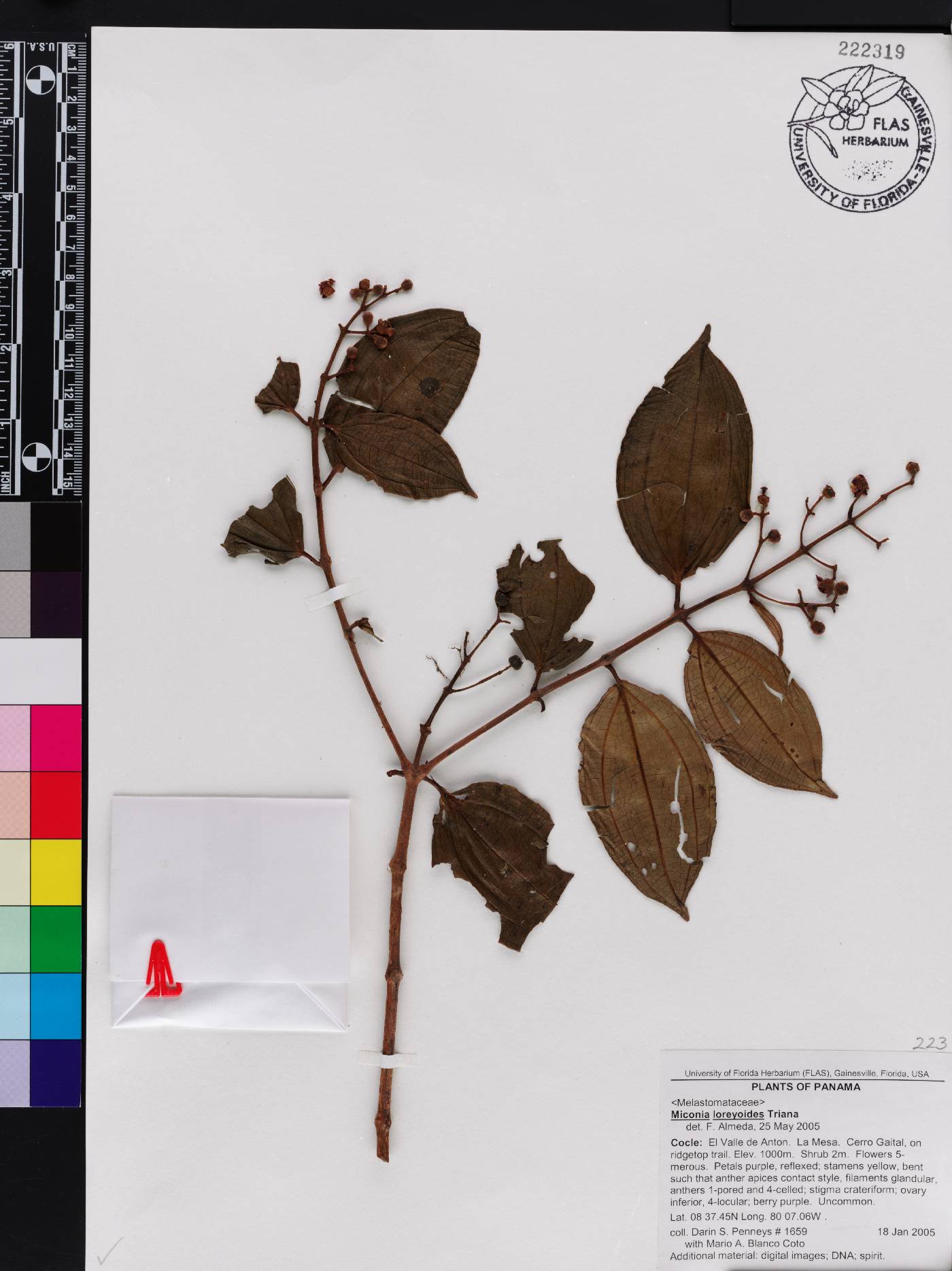 Miconia loreyoides image