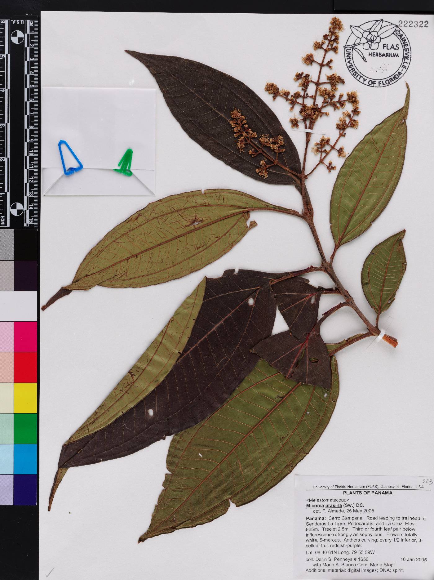 Miconia prasina image