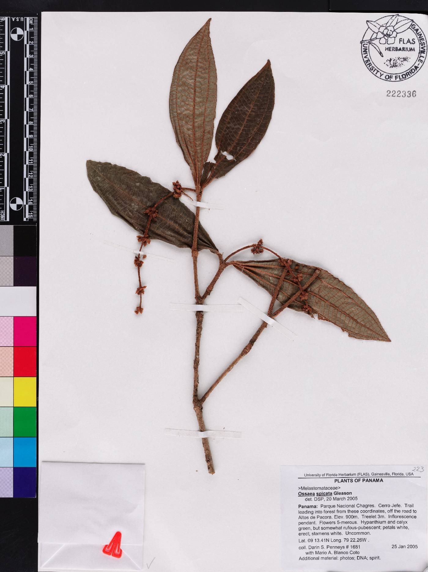 Miconia spicata image