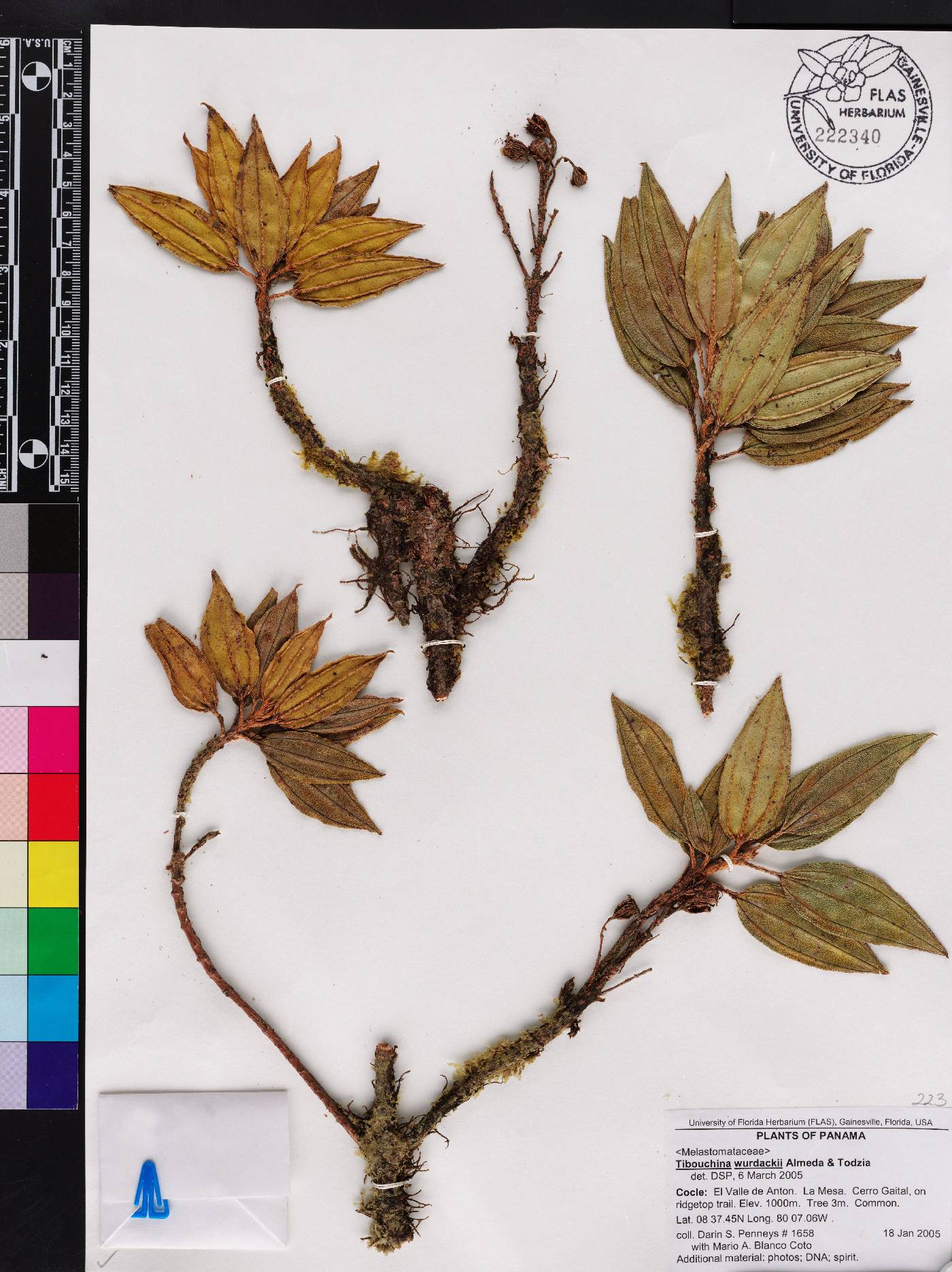 Andesanthus wurdackii image