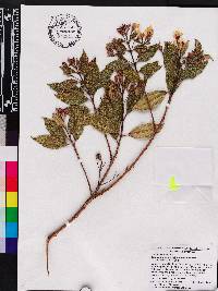 Andesanthus wurdackii image