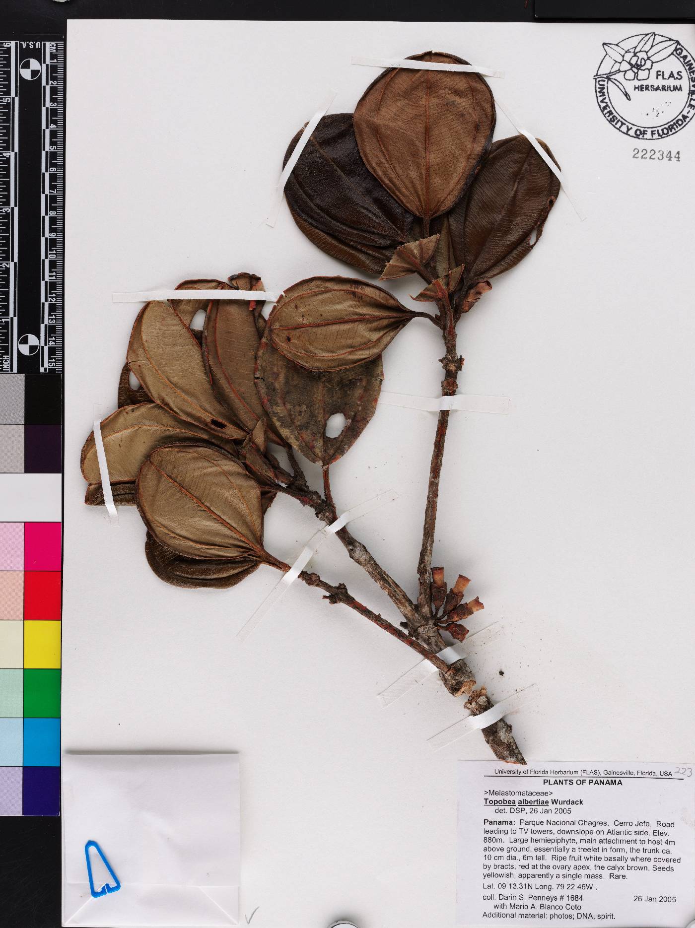 Blakea albertiae image
