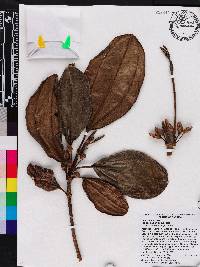Blakea albertiae image