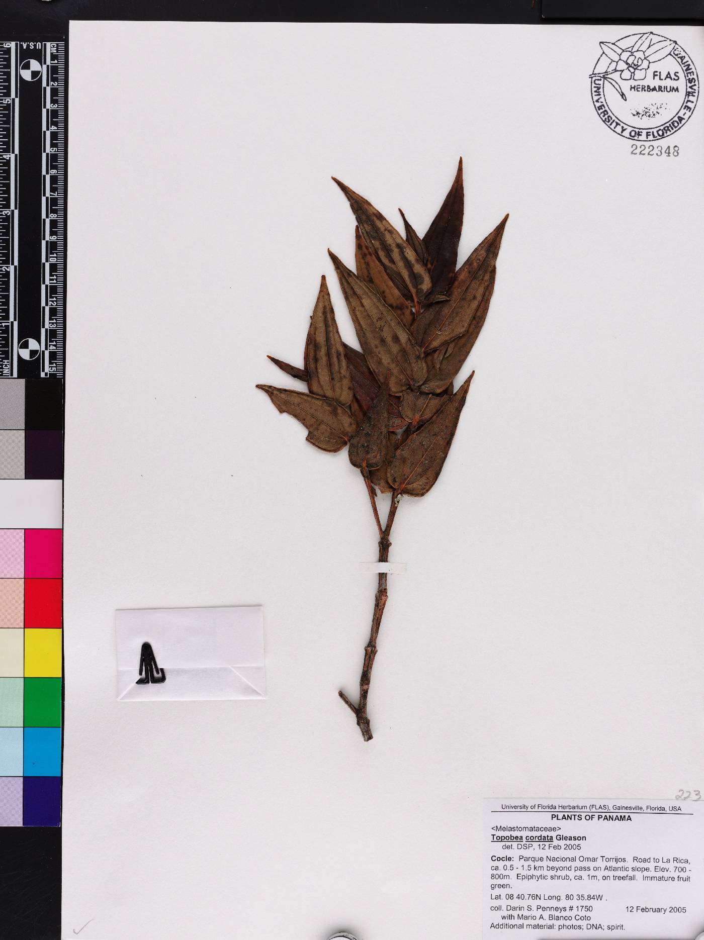 Blakea cordata image