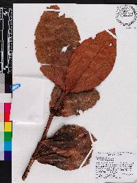 Blakea cordata image