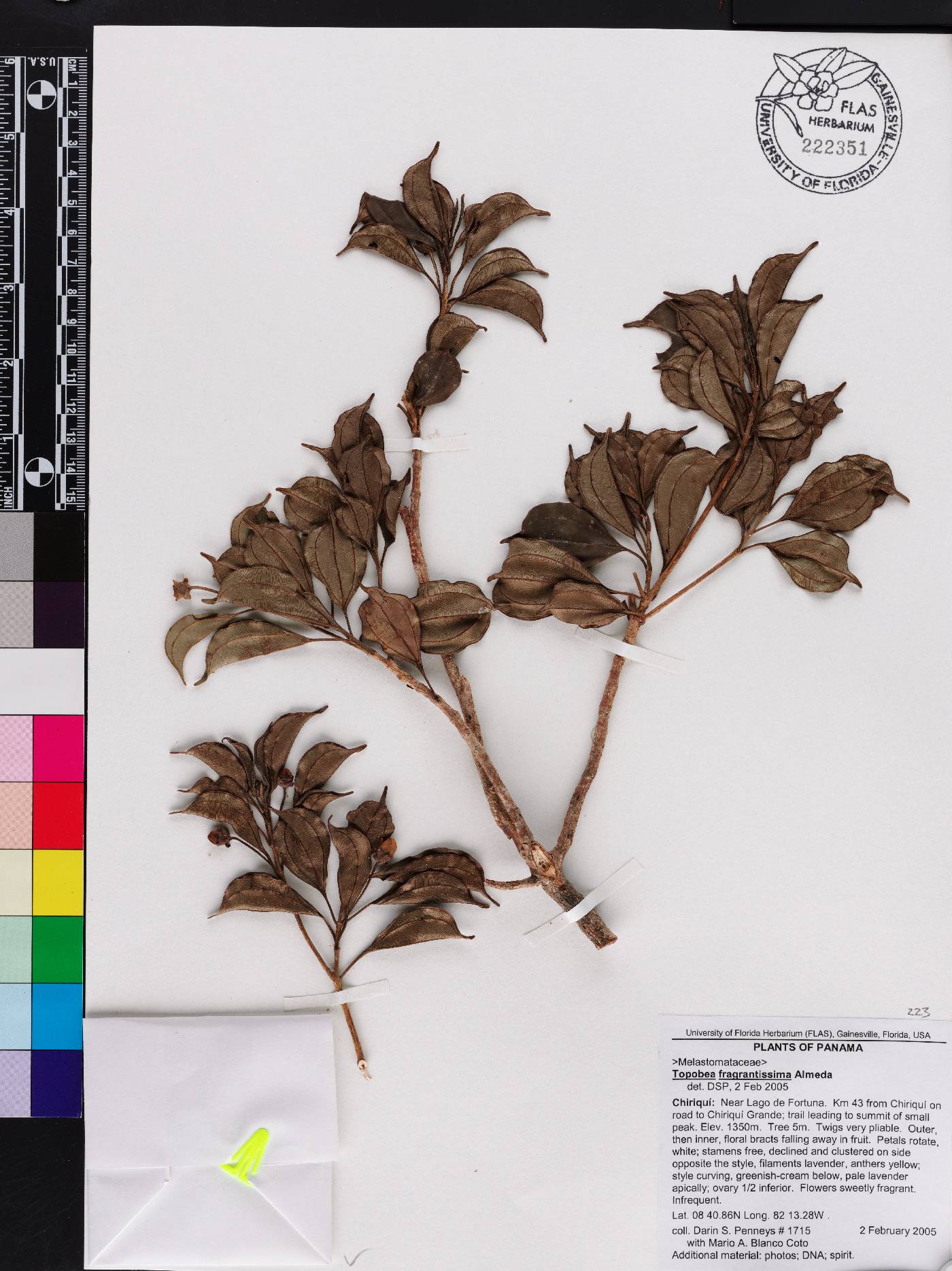 Blakea fragrantissima image