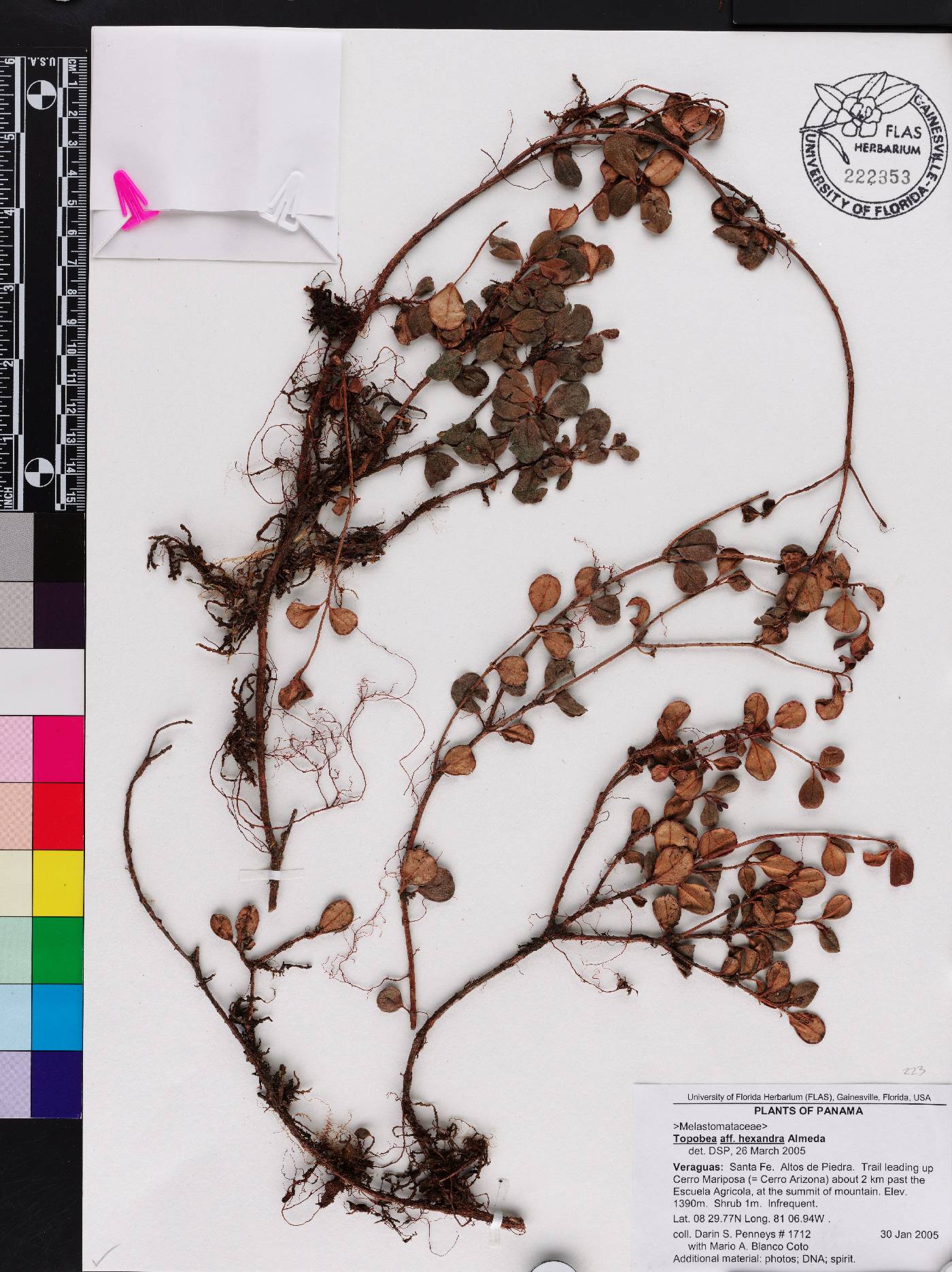 Blakea hexandra image