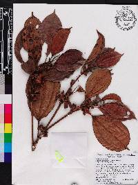 Blakea multiflora image