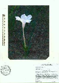 Ruellia noctiflora image