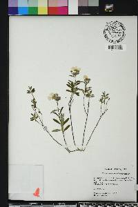 Crocanthemum corymbosum image