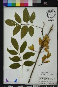 Fraxinus caroliniana image