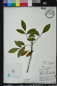 Fraxinus caroliniana image