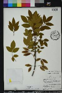 Fraxinus caroliniana image