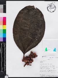 Blakea portentosa image