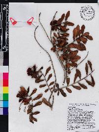 Marcgravia domingensis image