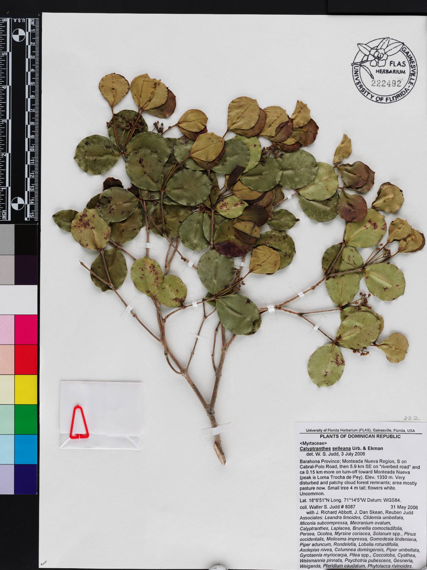 Myrcia selleana image