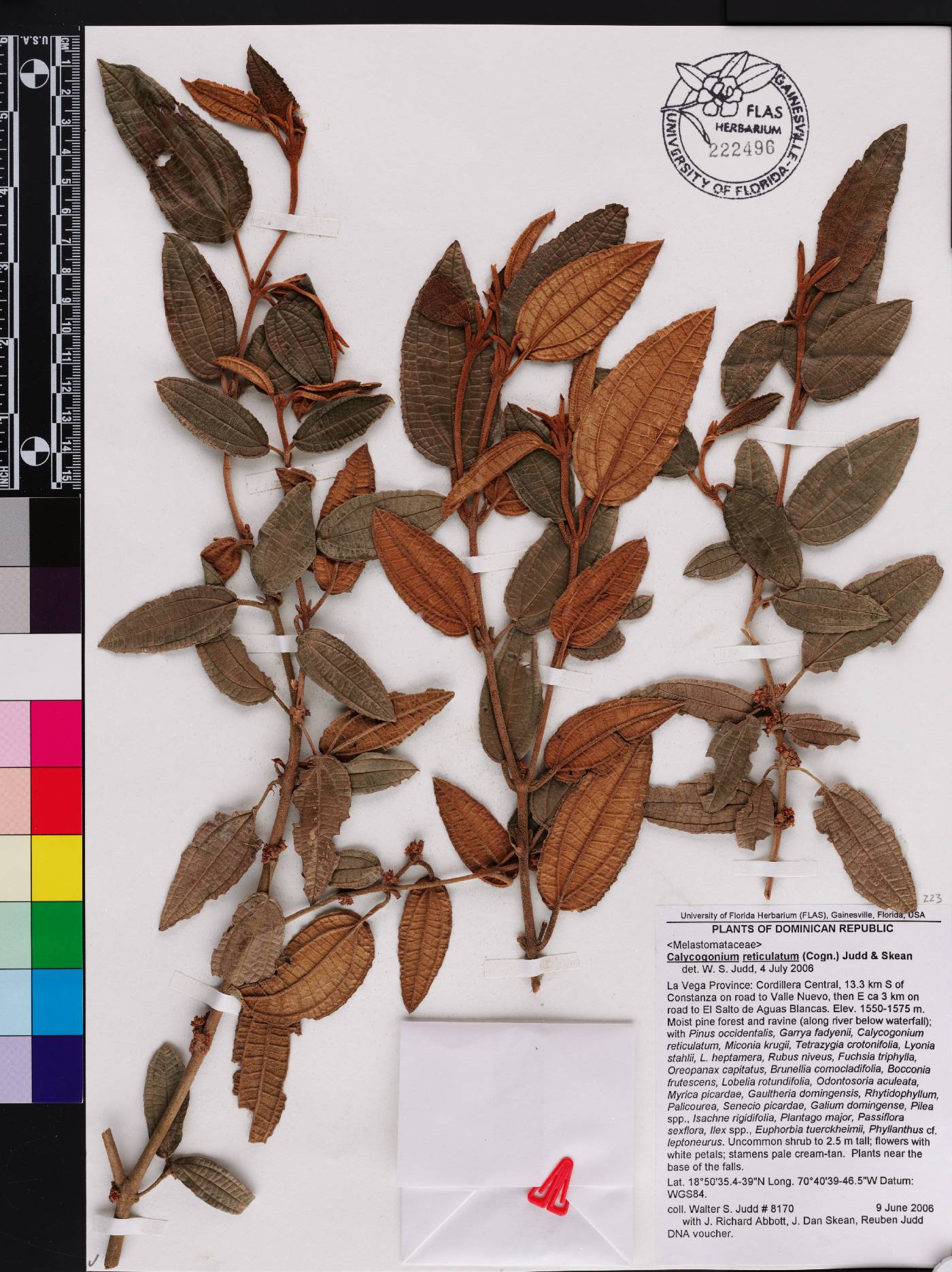 Miconia vegaensis image