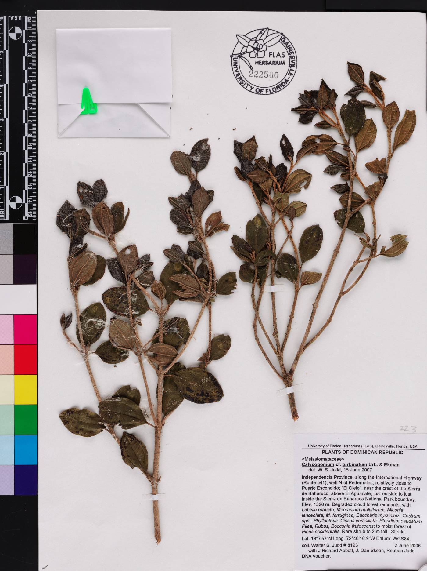 Miconia turbinata image