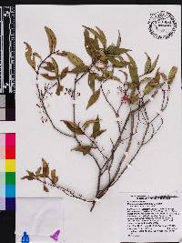 Miconia acuminoides image