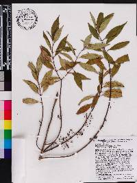 Miconia acuminoides image