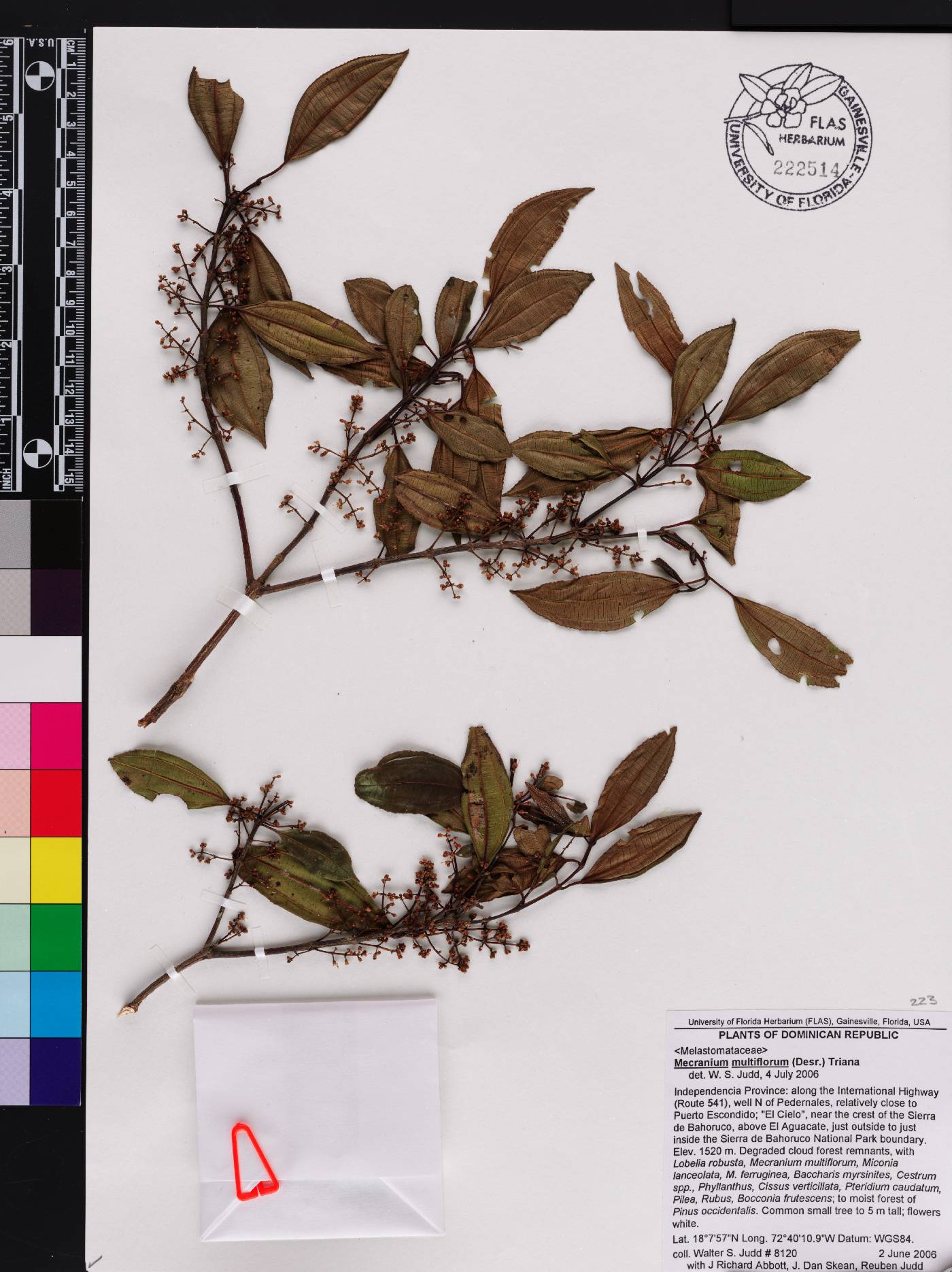 Miconia polyflora image