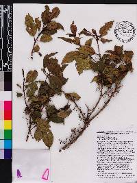 Miconia bahorucensis image