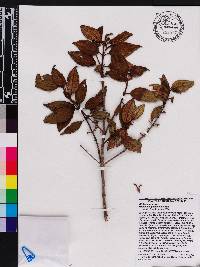 Miconia hirticaulis image