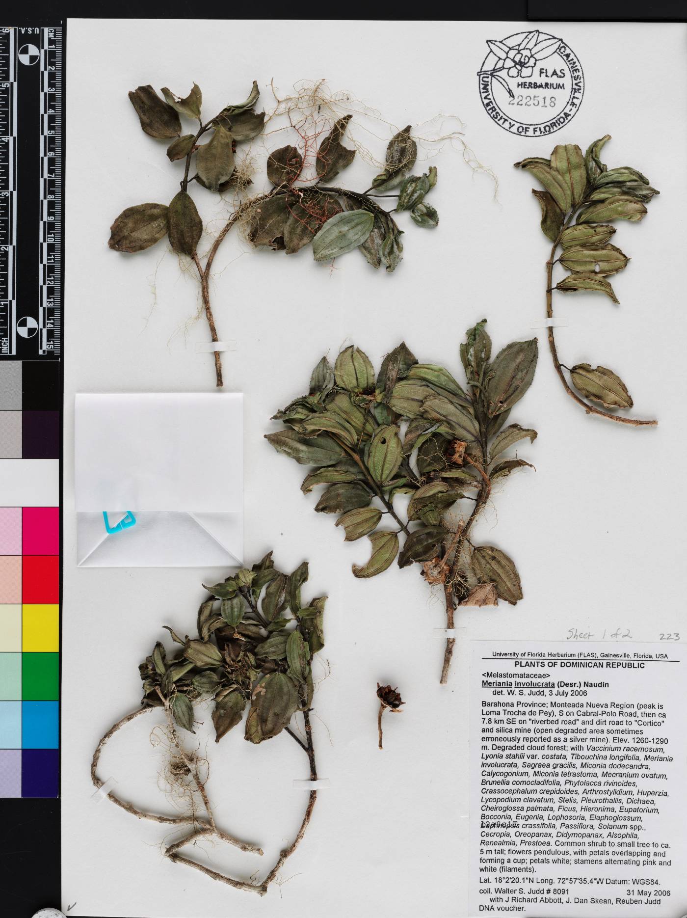 Meriania involucrata image