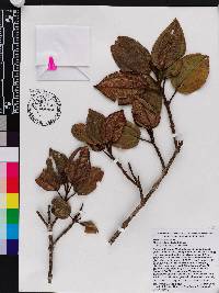 Miconia alainii image