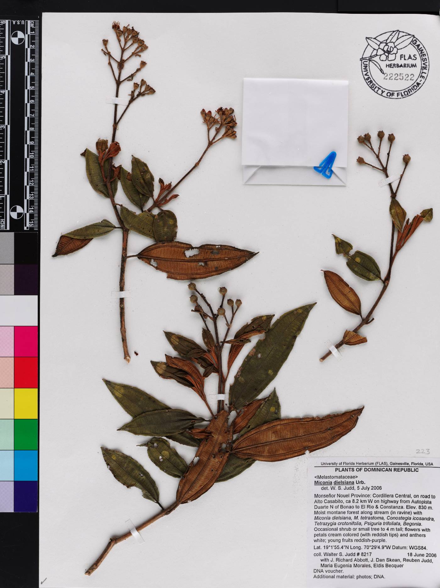Miconia dielsiana image