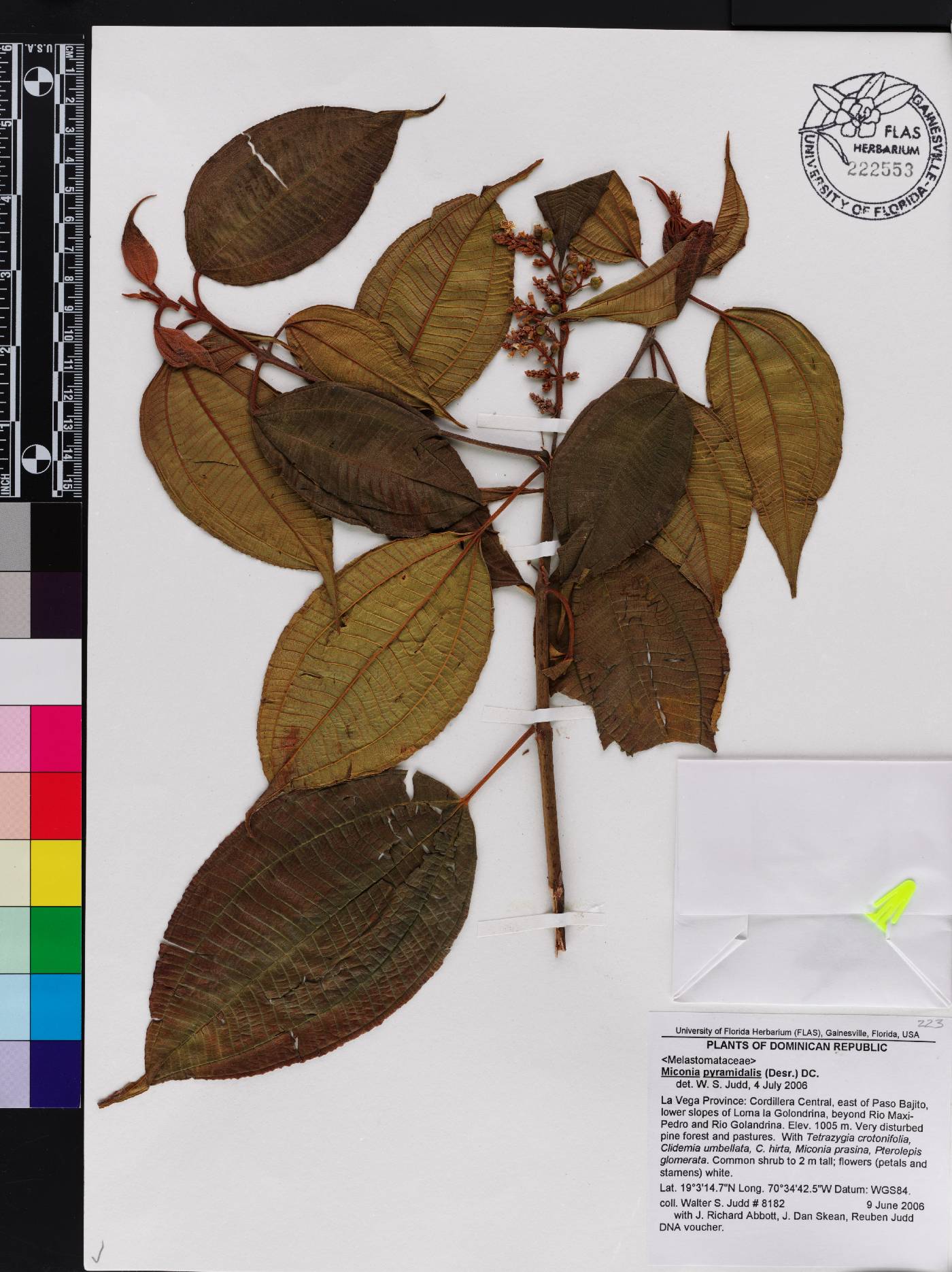 Miconia pyramidalis image