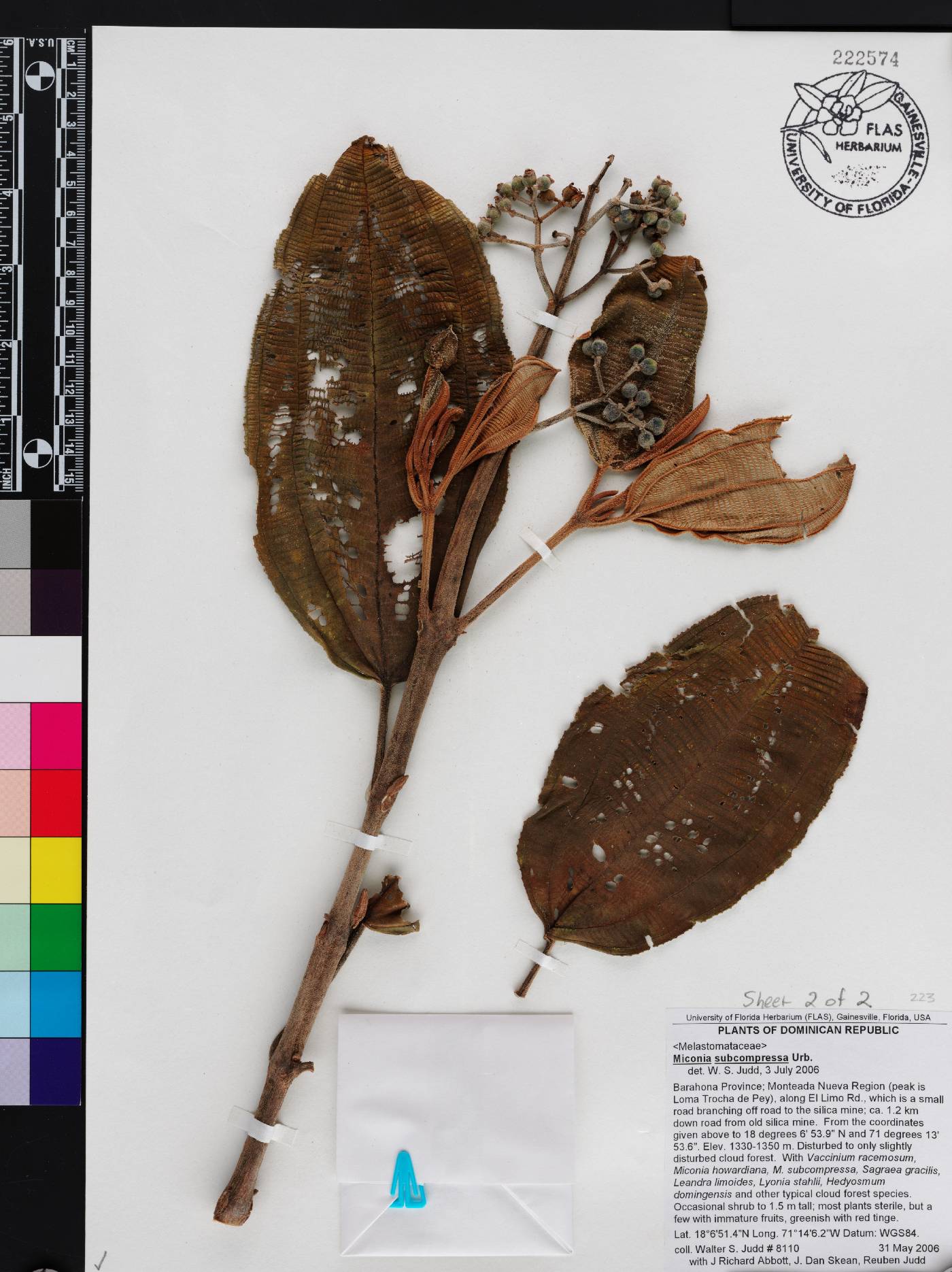 Miconia subcompressa image