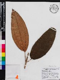 Miconia subcompressa image