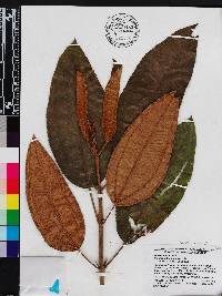 Miconia subcompressa image