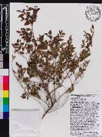 Miconia miguelfuertesii image