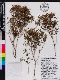 Miconia gracilifolia image