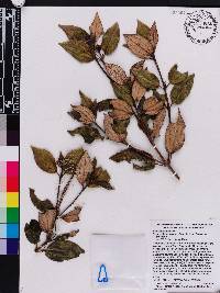 Miconia macrocarpa subsp. macrocarpa image