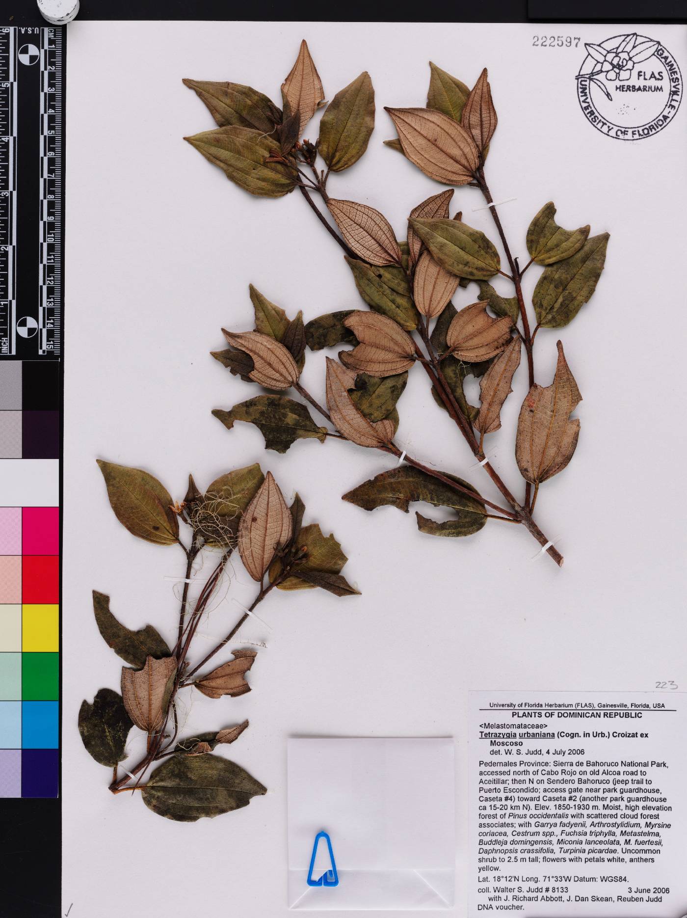 Miconia macrocarpa subsp. macrocarpa image