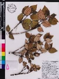 Miconia macrocarpa subsp. macrocarpa image