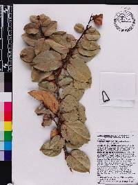 Vaccinium racemosum image