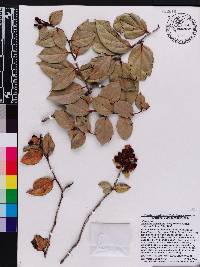 Vaccinium racemosum image
