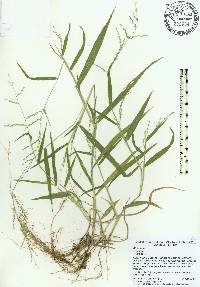 Urochloa ramosa image