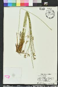 Juncus coriaceus image