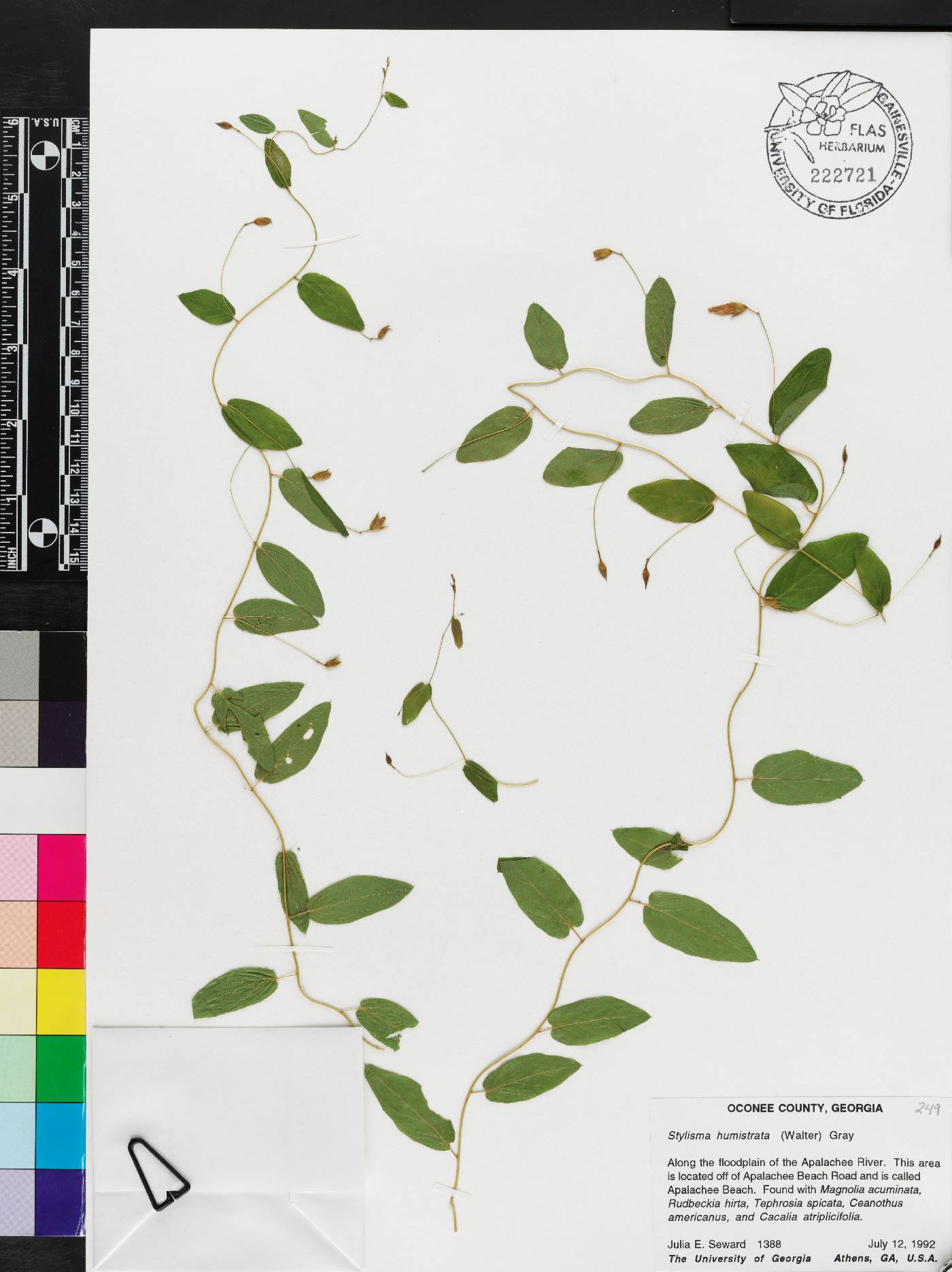 Stylisma humistrata image
