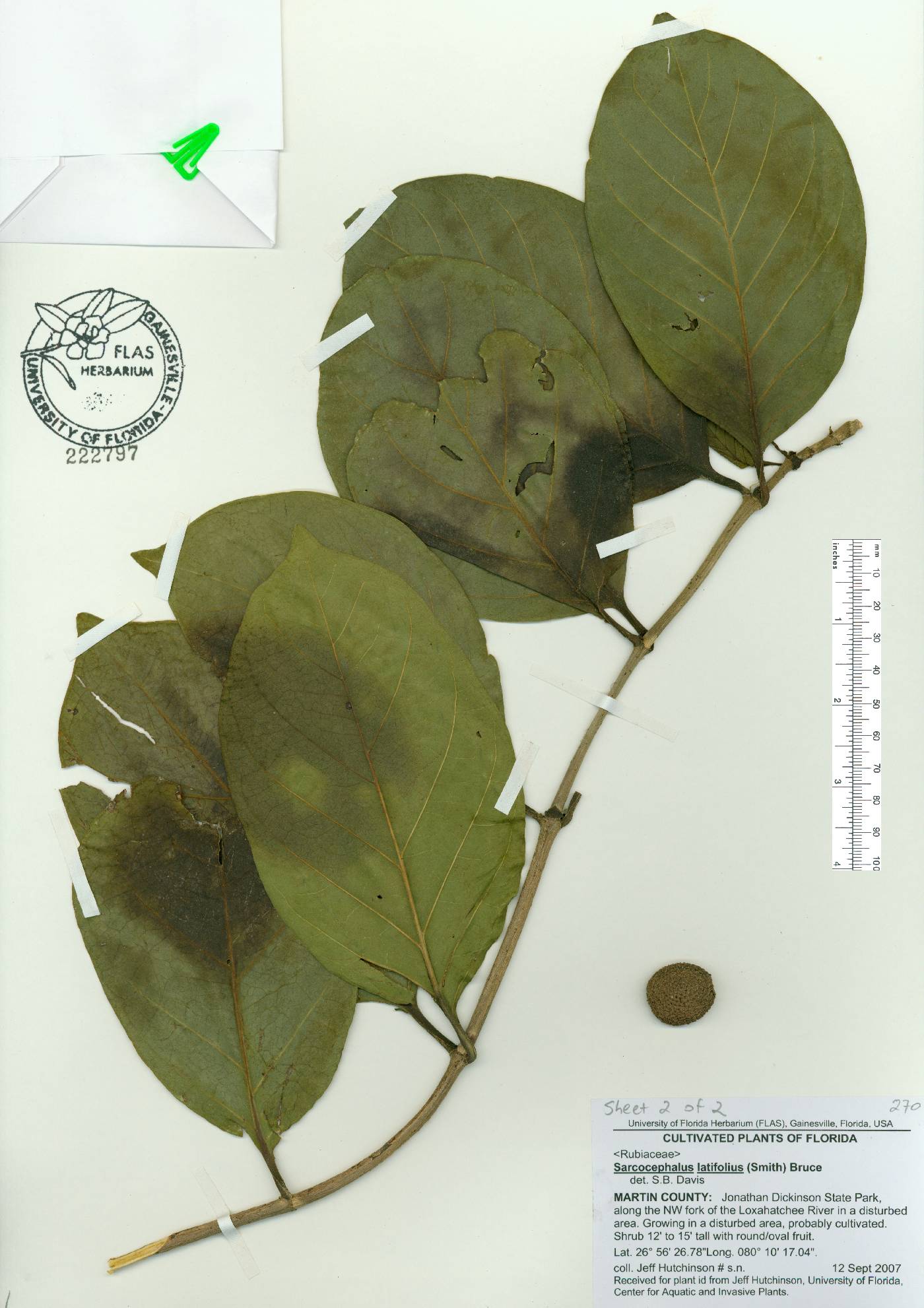 Nauclea latifolia image