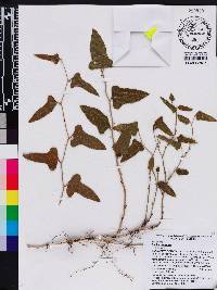 Smilax bona-nox image